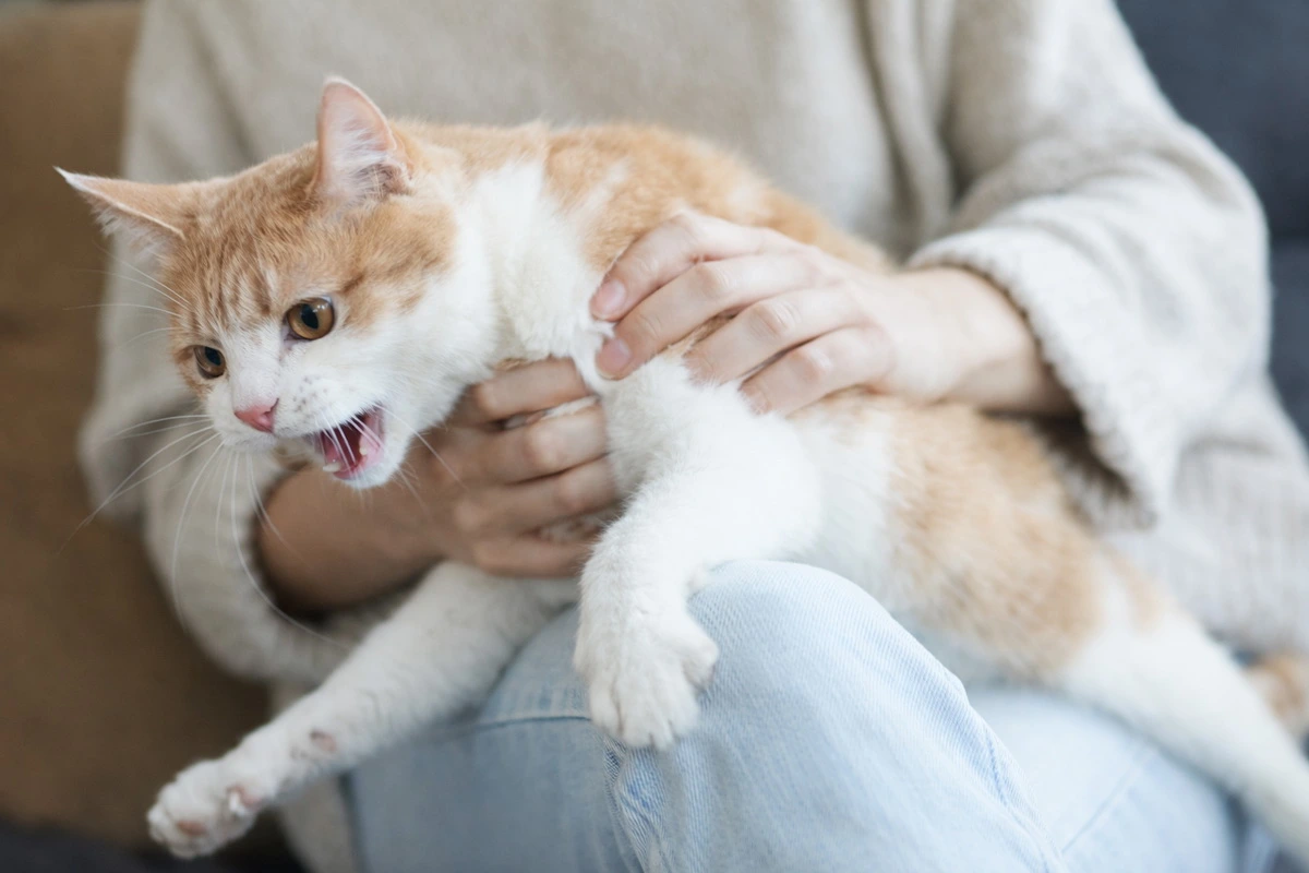 Pişiklərin dizdə oturmamasının səbəbi xarakter deyil