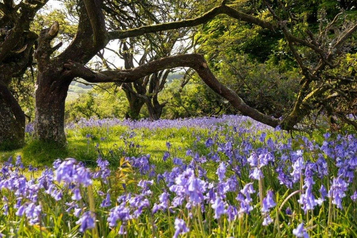 Mayın ilk gününə olan hava proqnozu