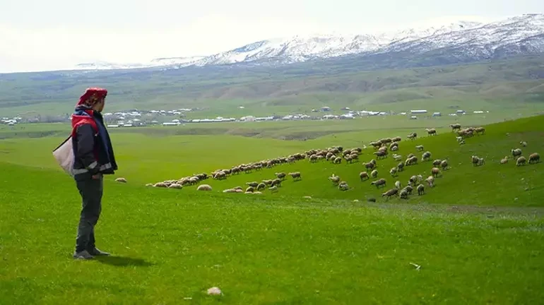 Gənc maldarlara böyük dəstək: 100 baş xırdabuynuzlu heyvan veriləcək