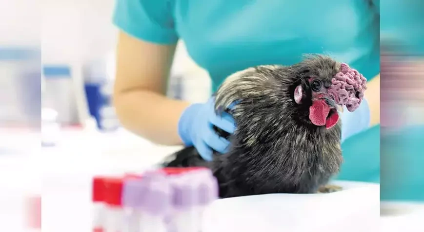 Quş qripi ilə bağlı tədbirlər gücləndirilir