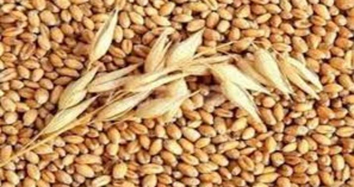 Buğdanın qlobal qiyməti yüksəldi