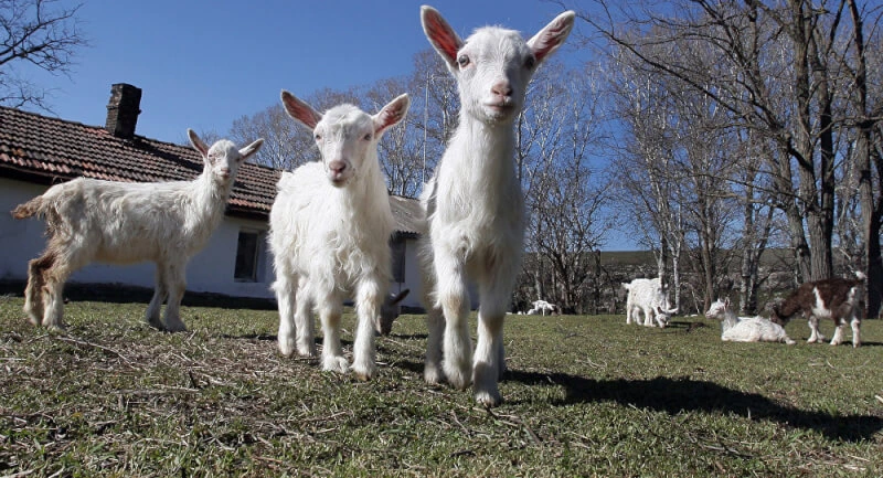 Çəpiş ətinə tələbat niyə artıb? - SƏBƏB