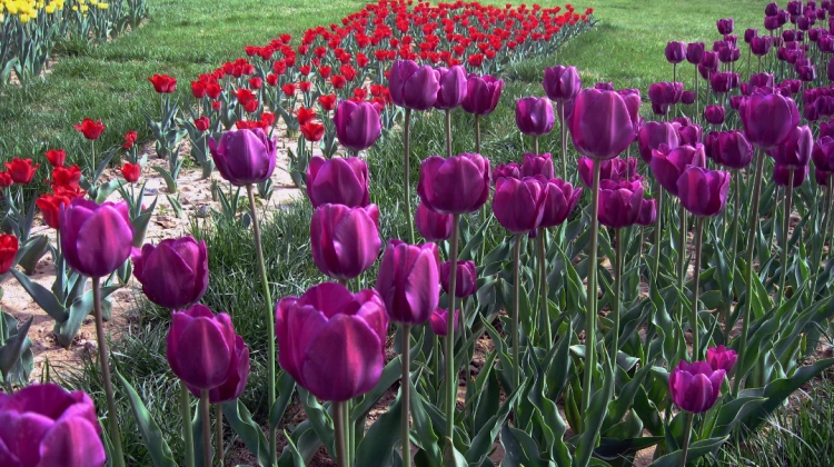 Tülpanların fəryadı
