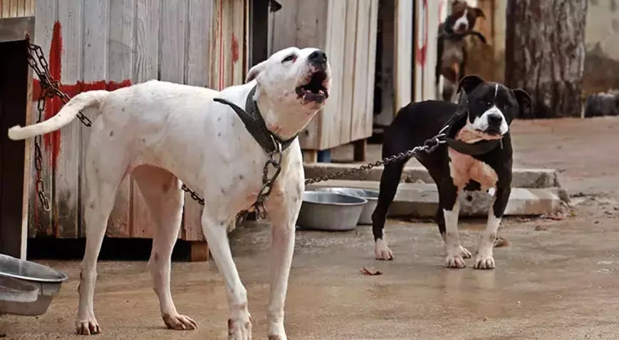 İt dişlədi, həyatı dəyişdi: Məhkəmədə rekord təzminat aldı