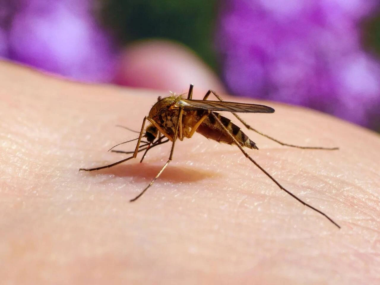 Ağcaqanadlar ən çox onları SANCIR