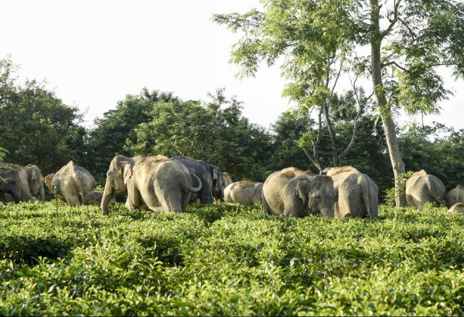 Fil sürüsü ABŞ-li milyonçunu öldürdü