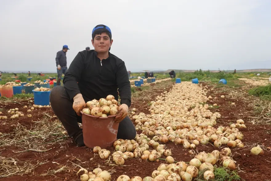 Yağıntılar bərəkət gətirdi: Tonlarla soğan xaricə ixrac olunacaq