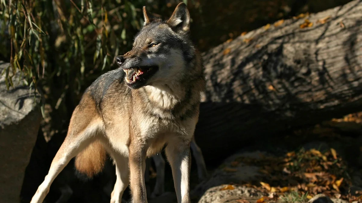 Qaxda canavarlar 5 baş qoyunu parçalayıb