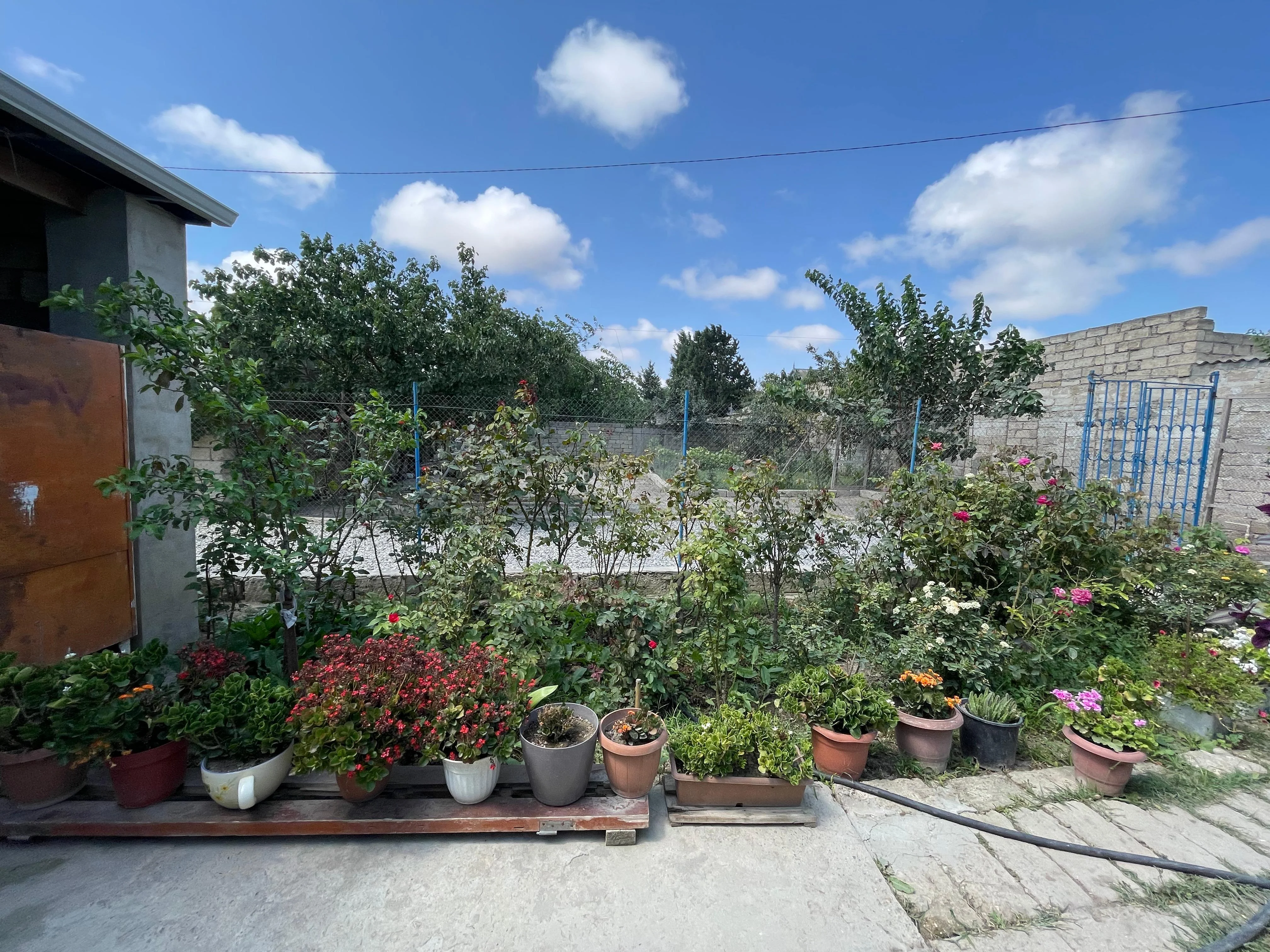 "Çiçək qadın": Nə qədər ki, ömrüm var, güllərin ömrünü uzadacam -REPORTAJ