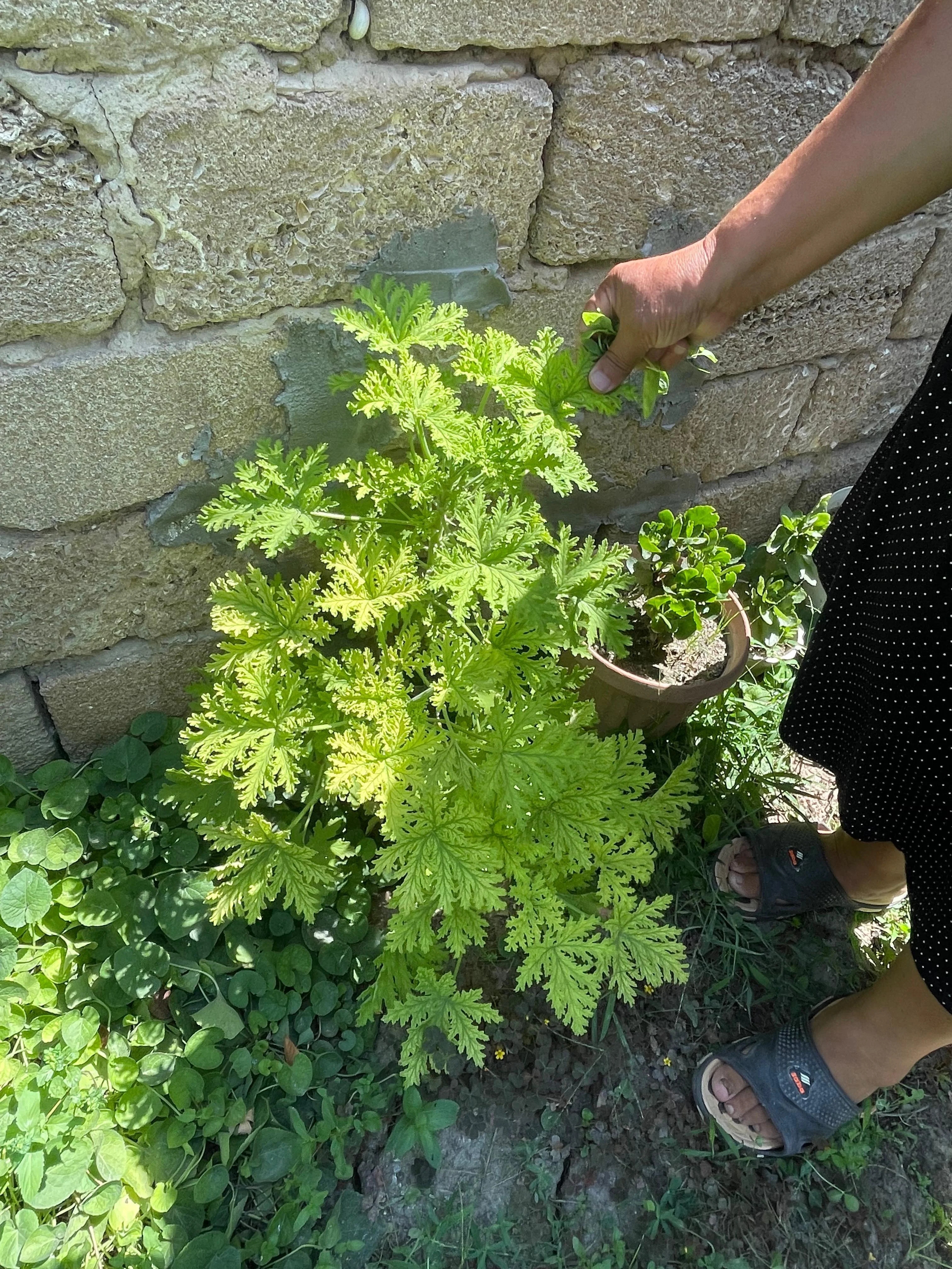 "Çiçək qadın": Nə qədər ki, ömrüm var, güllərin ömrünü uzadacam -REPORTAJ
