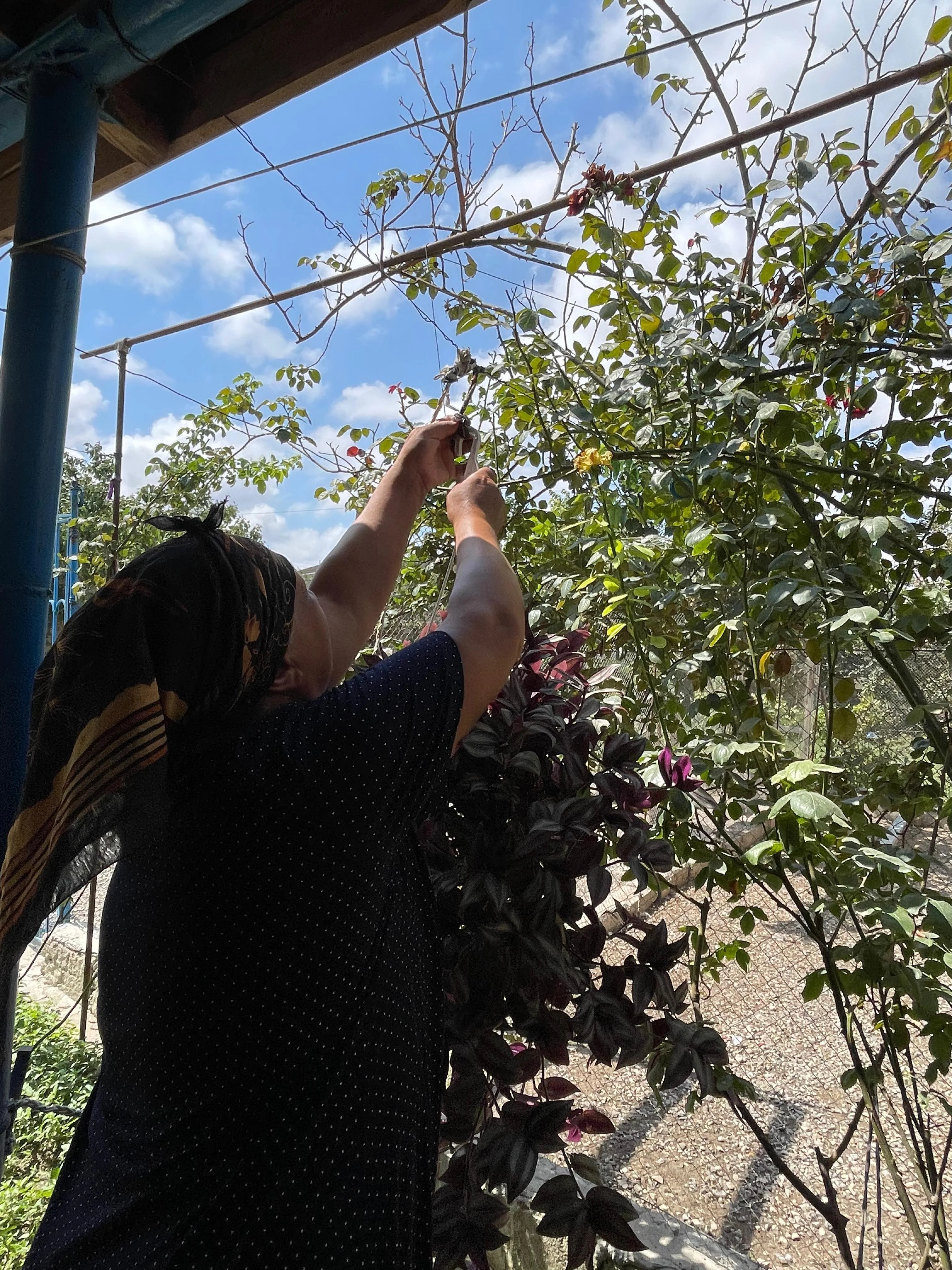 "Çiçək qadın": Nə qədər ki, ömrüm var, güllərin ömrünü uzadacam -REPORTAJ