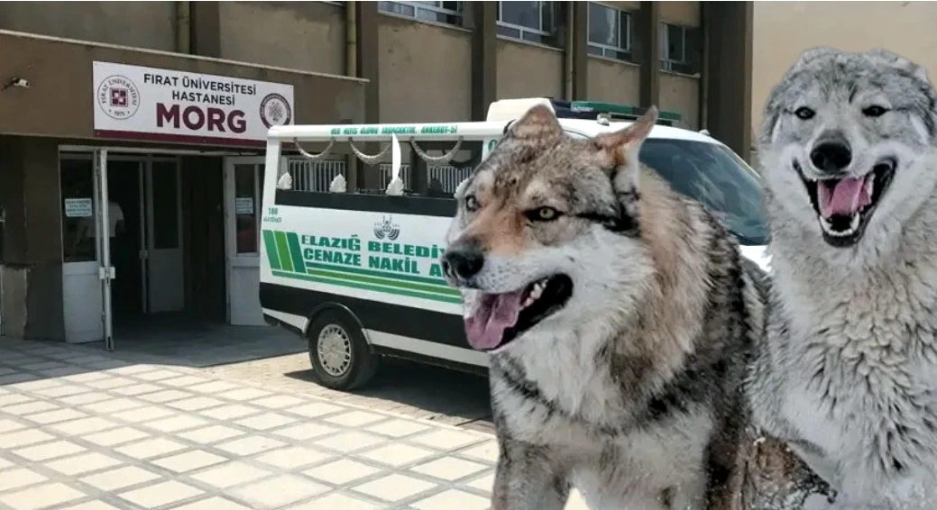 Tövlədə dəhşət! Canavar zənn edib tüfənglə həyat yoldaşını öldürdü