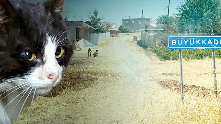 Pişik dişlədi, 4 ay sonra quduzluq aşkarlandı - 4 yaşlı uşaq intubasiya edildi