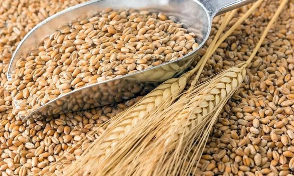 Dünya bazarında buğda bahalaşdı