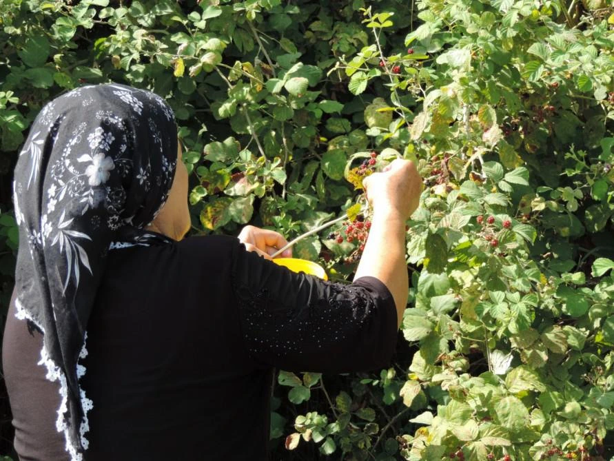Böyürtkən yığan qadınlara cərimə şoku: “Hələ yaxşı ki, yerdən mazut çıxarmayıblar!”