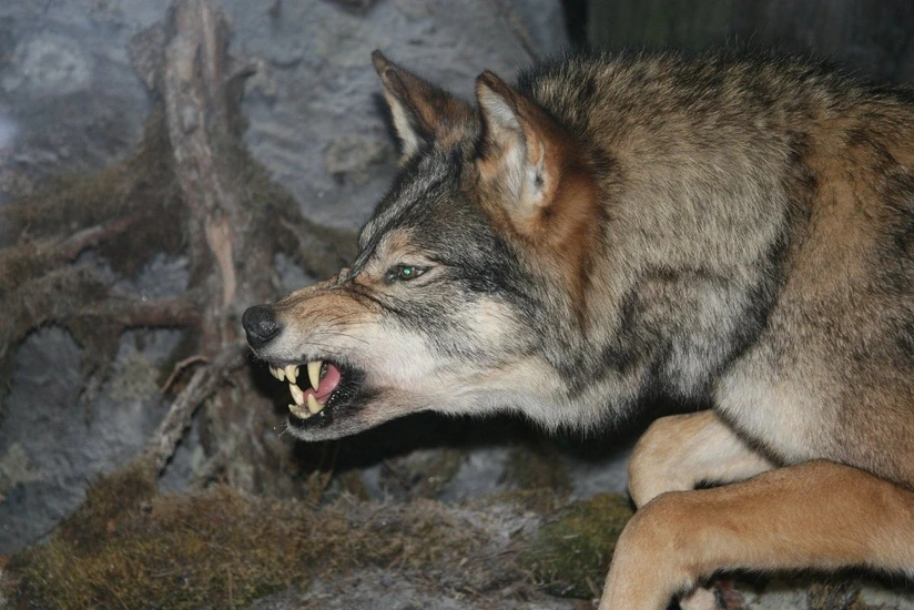 Şəkidə canavarın hücumu nəticəsində 5 nəfər xəsarət alıb