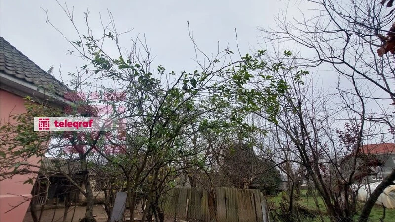 Lənkəranda nadir hadisə: Alça ağacı ikinci dəfə bar verdi - FOTO