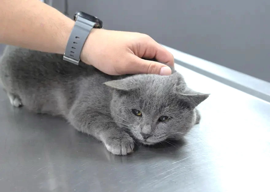 İştahsız pişiyini baytara apardı: “Sözün əsl mənasında şok yaşadıq”