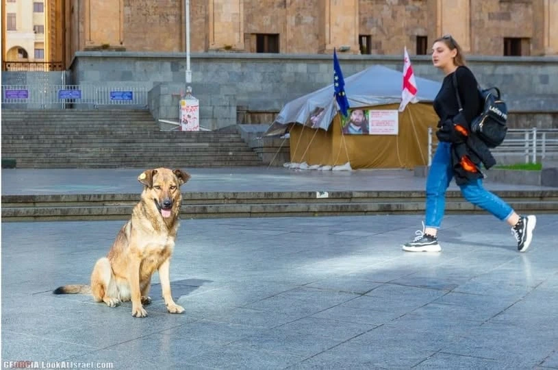 Gürcüstan heyvanların qorunması ilə bağlı sərt qaydalar qəbul etdi