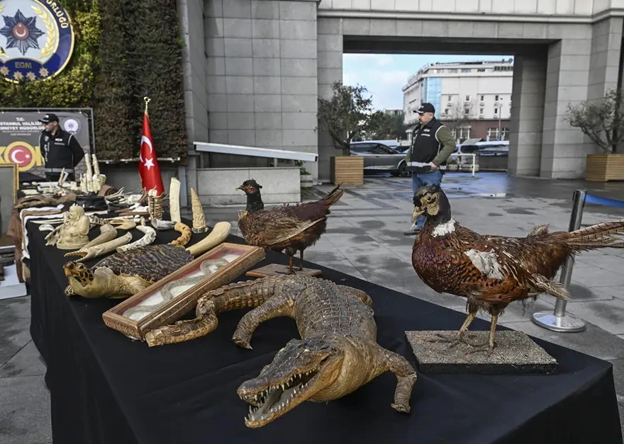 Timsah, ceyran, piton dərisi ...&nbsp;- 6 minə yaxın əsər ələ keçirildi