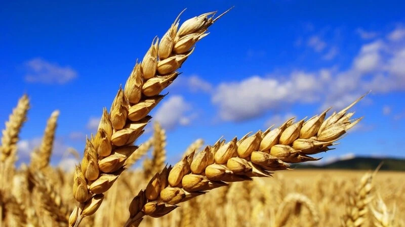 BMT: Ötən ay taxıl bahalaşıb