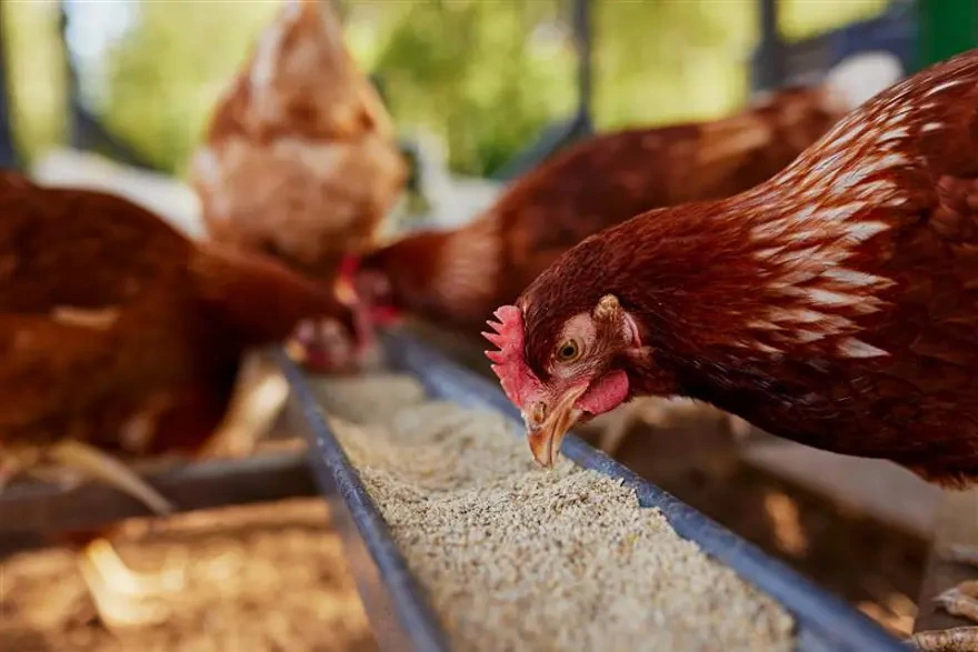 Musiqi terapiyası ilə yumurta istehsalını artırdı