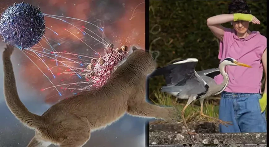 Quş qripi ilk dəfə insan öldürdü: Virus artıq çoxbaşlı bir quruluşdur