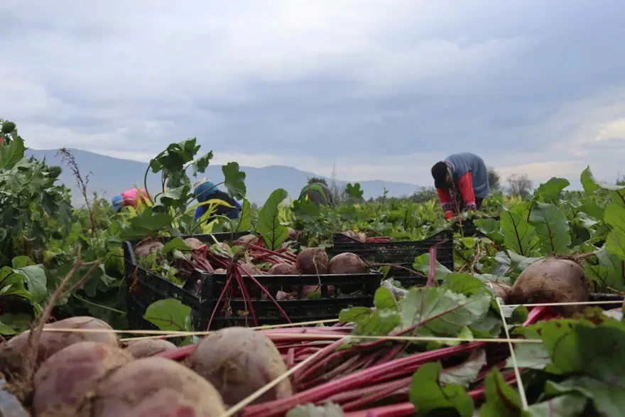 Xalq arasında “qırmızı almaz” adı ilə tanınır