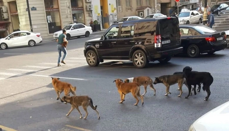 Bakının küçələri it-pişiklə doludur: Gürcüstan nümunəsi nə deyir?