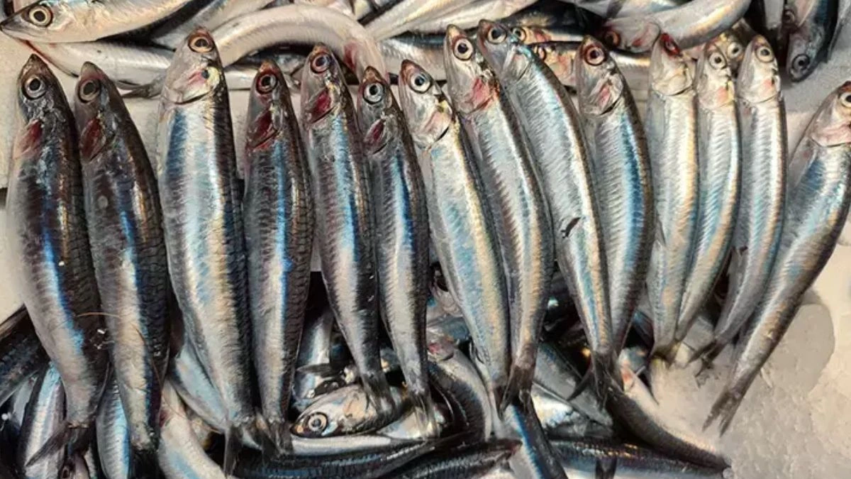 Balıq seçərkən nəzərə alınmalı bəzi vacib detallar