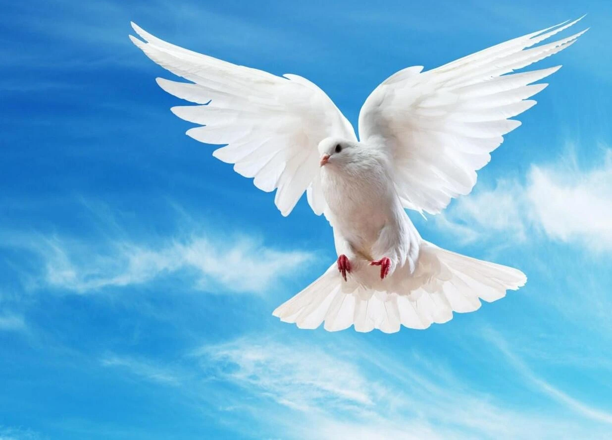 Göyərçin hara uçacağını necə bilir? - Alimlər tapdı