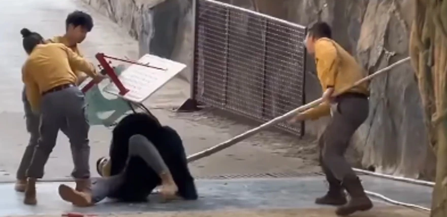 Ayı baxıcıya hücum edib, basketbol səbəti belə ayıra bilmədi