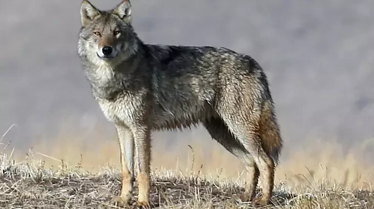 Vəhşi canavar yemək üçün yaşayış sahəsinə endi, qarğalar imkan vermədi