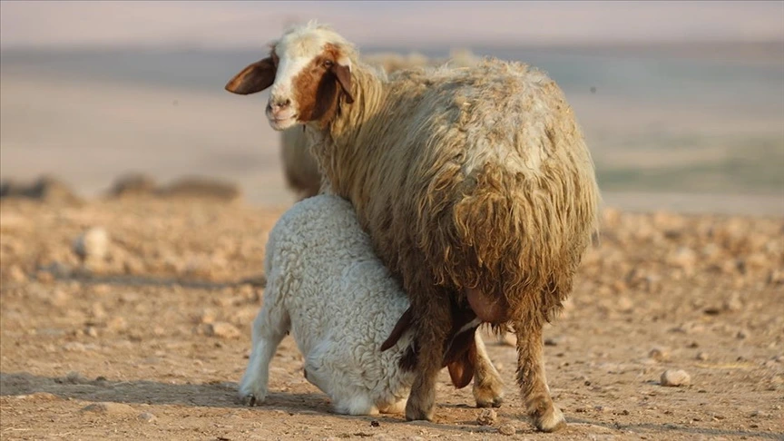 60 min quzu dünyaya gəldi