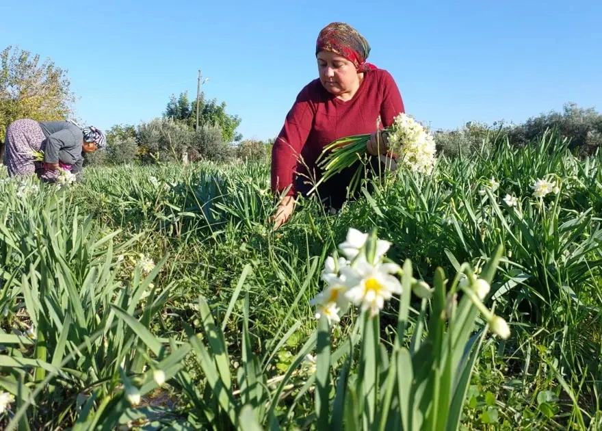 "EŞQ ÇİÇƏYİ" nərgizlər erkən çiçəkləyib