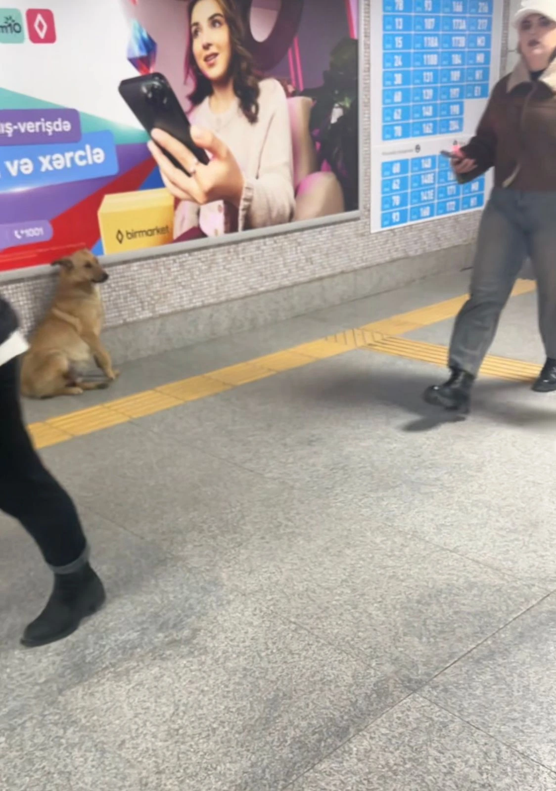 Koroğlu metrostansiyasının girişində sahibsiz it narahatlıq yaradıb