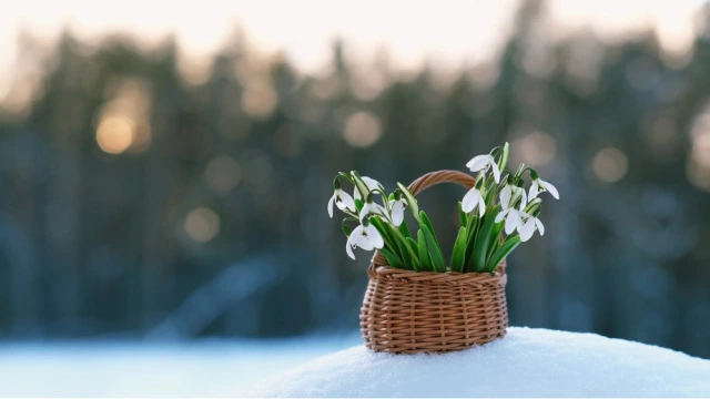 Qarların altından doğan ümid: Qardələn çiçəyi