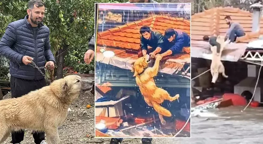 “Paşa”nı həyatları bahasına xilas etdilər