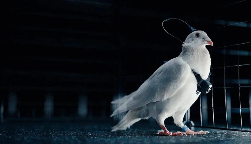 Rusiya göyərçinləri “biodron”a ÇEVİRİR