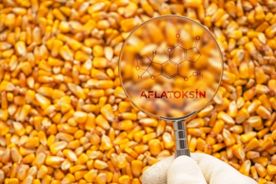 Heyvan yemlərində aflatoksinin olması təhlükəlidir