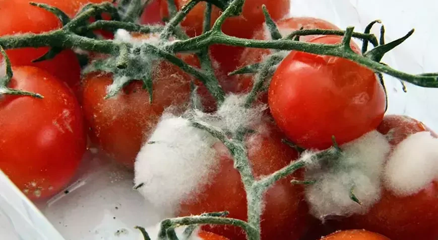 Pomidoru bu qidalarla yan-yana qoymayın - daha tez çürüyür!
