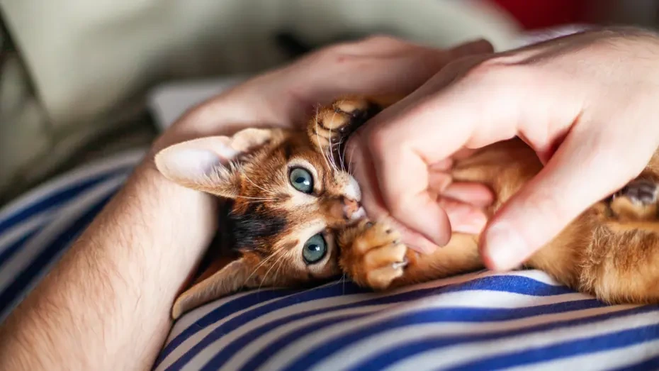 Ev pişikləri sahiblərinə bağlanmır - “Nankör pişik” ifadəsi doğru imiş