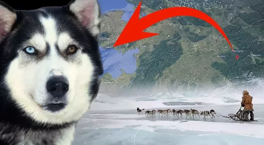 −30 dərəcədə ölümə qarşı yarış: Bir it minlərlə uşağın həyatını xilas etdi