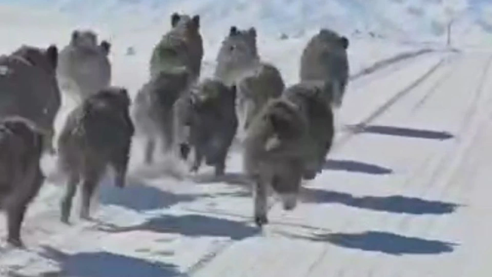 Qorxulu görüntü - Sürü halında kəndə endilər