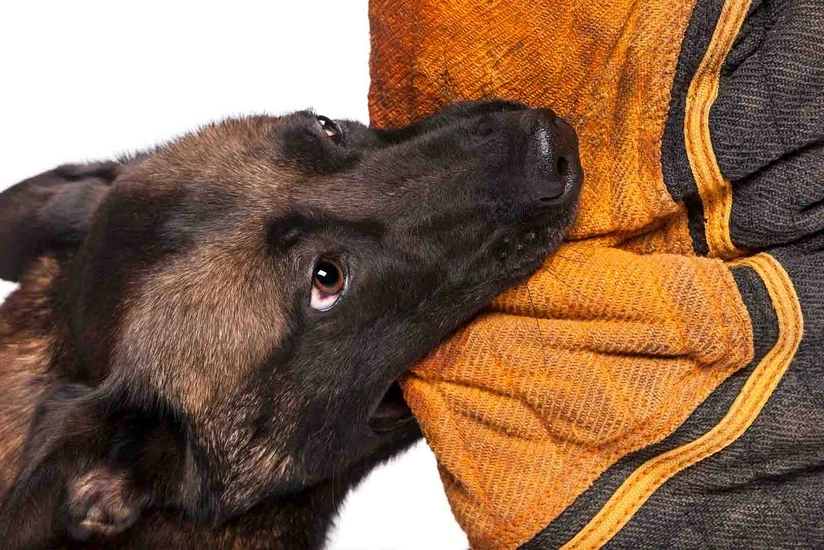 Keçən il Azərbaycanda 50 minə yaxın şəxsi heyvan dişləyib