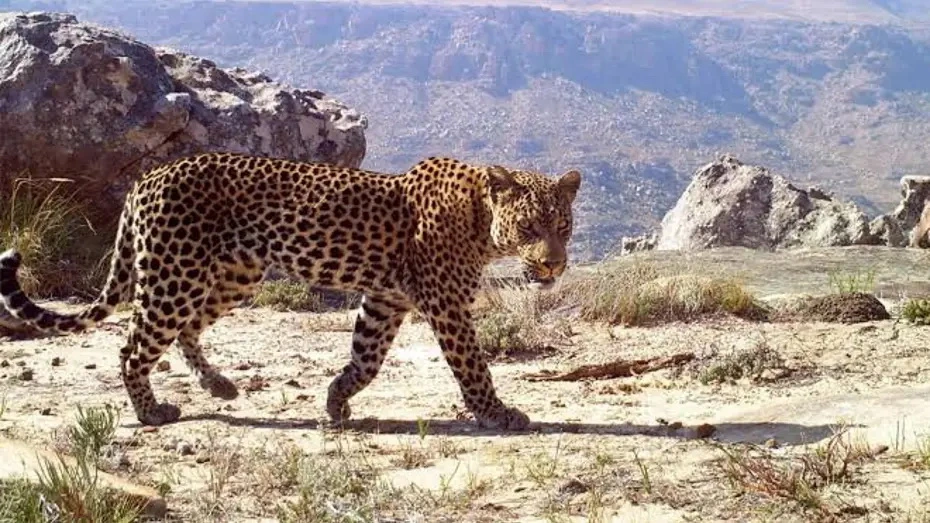 Elektrik dirəyinə çıxan leopard cərəyan vurması nəticəsində öldü