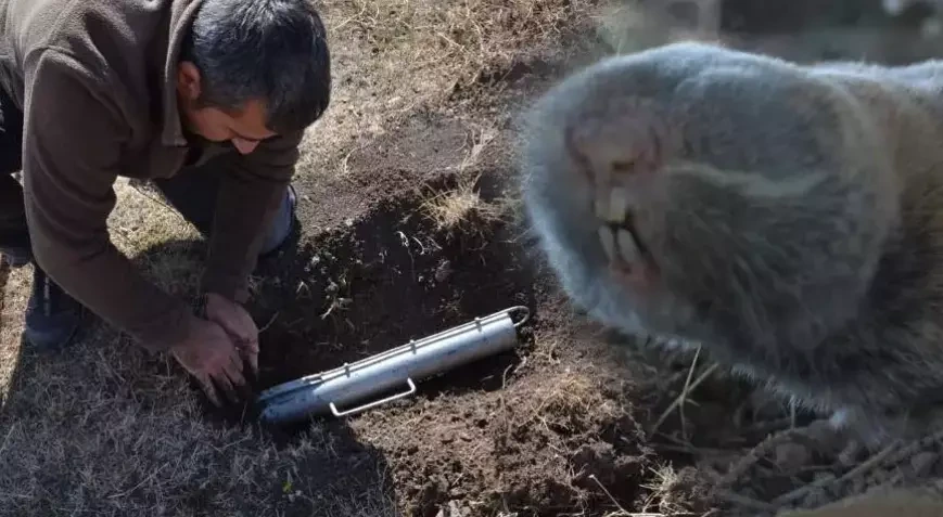 Türkiyədə 3 yeni növ endemik gəmirici kəşf edildi