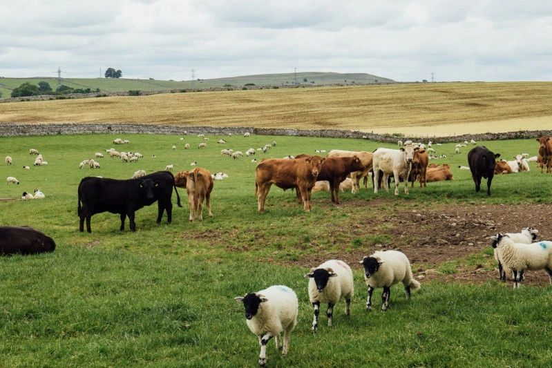 “Heyvandarlığın tənəzzülünün kökü idarəetmədədir” - ŞƏRH