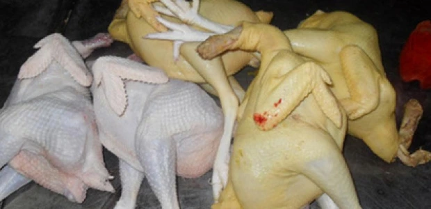 Parlaq “kənd toyuğu” təhlükə yaradır - Ekspertdən tövsiyə