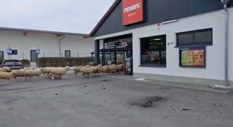 Qoyun sürüsü supermarketə doldu